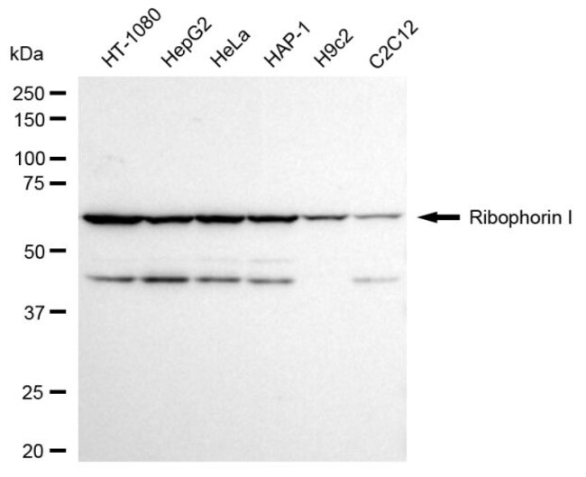 100UL RIBOPHORIN I RMAB 100 UL