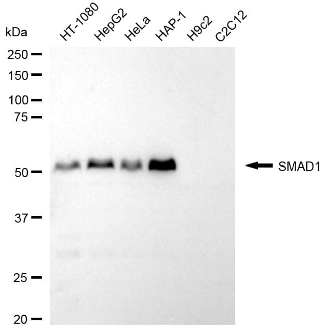 100UL SMAD1 RMAB 100 UL