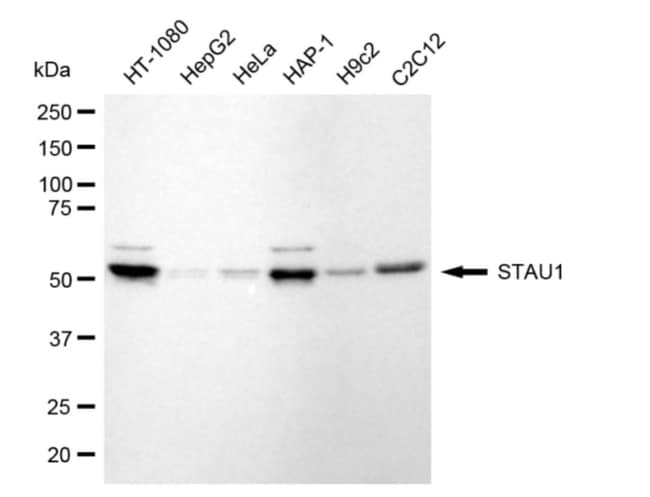 100UL STAUFEN RMAB 100 UL