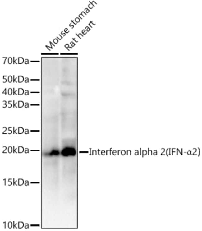 INTERFERON ALPHA-2 RMAB 100 UL