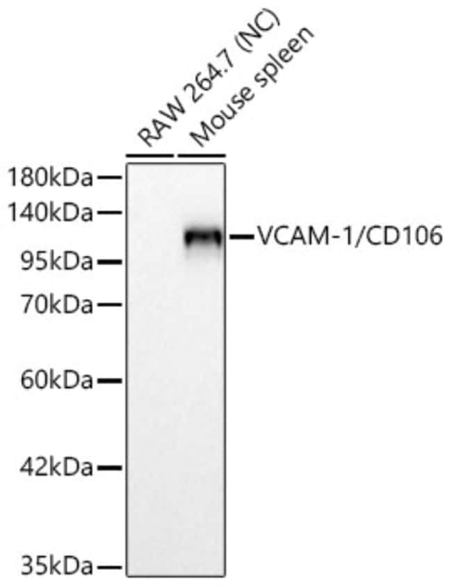 VCAM-1 RMAB 100 UL