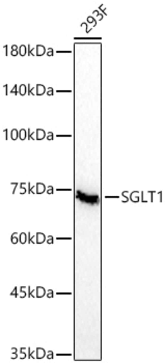 SGLT1 RMAB 100 UL