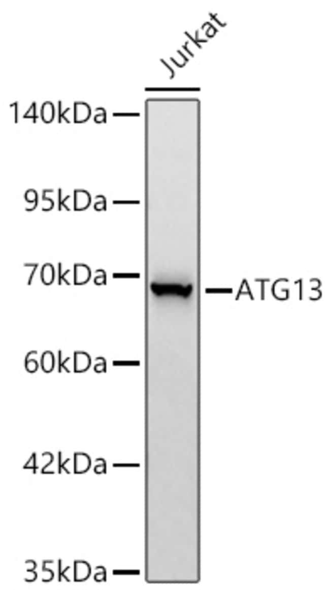 ATG13 RMAB 100 UL