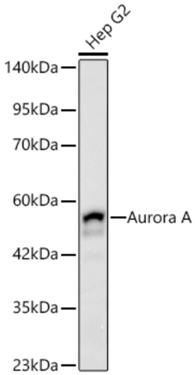 AURORA A RMAB 100 UL