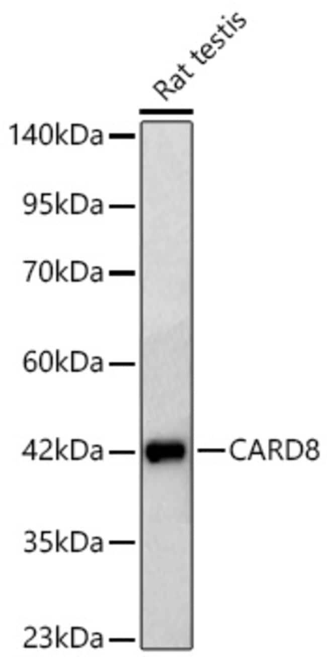CARD8 RMAB 100 UL