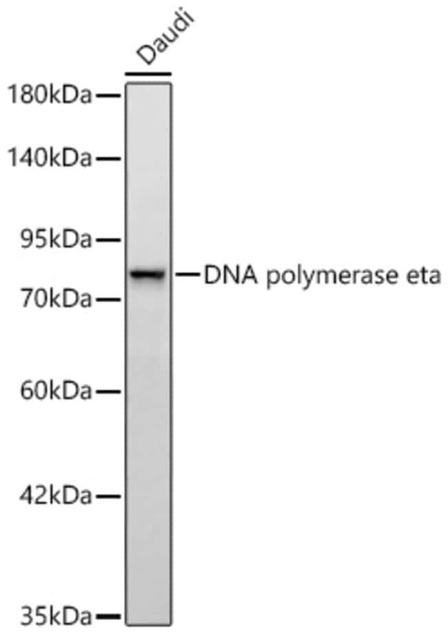 POLH RMAB 20 UL