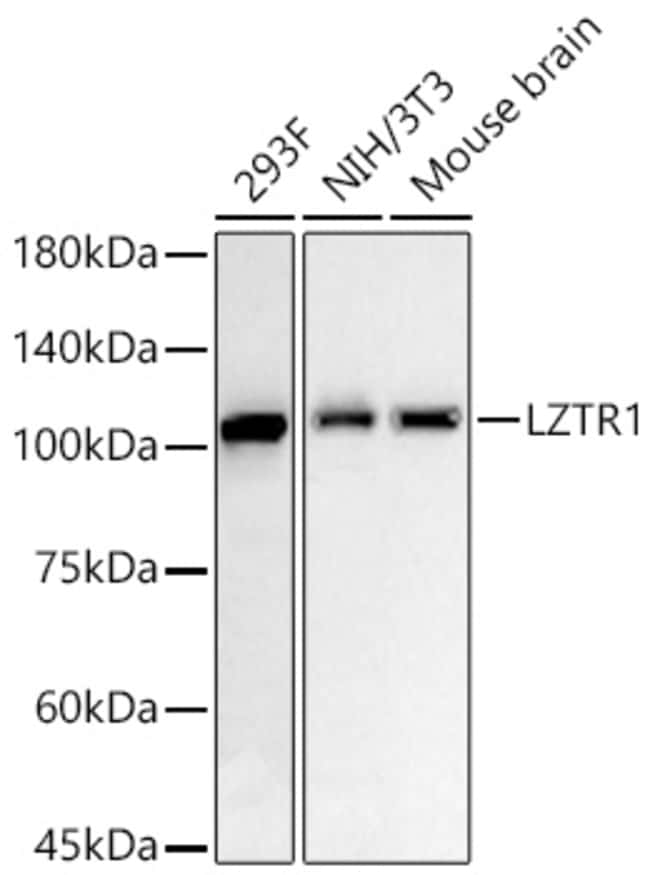 LZTR1 RMAB 100 UL