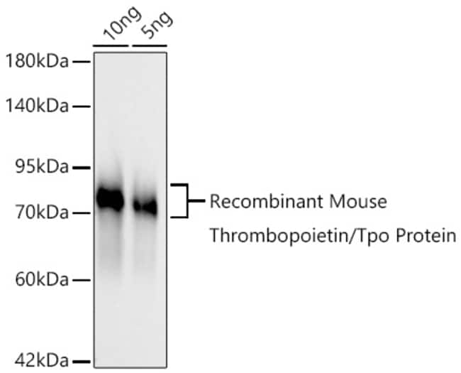 THROMBOPOIETIN RMAB 100 UL