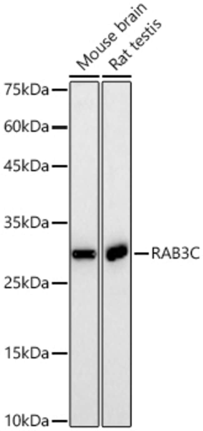 RAB3C RMAB 100 UL