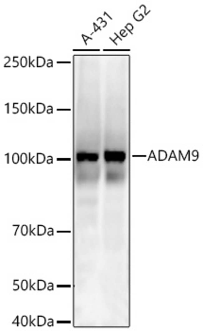 ADAM9 RMAB 100 UL