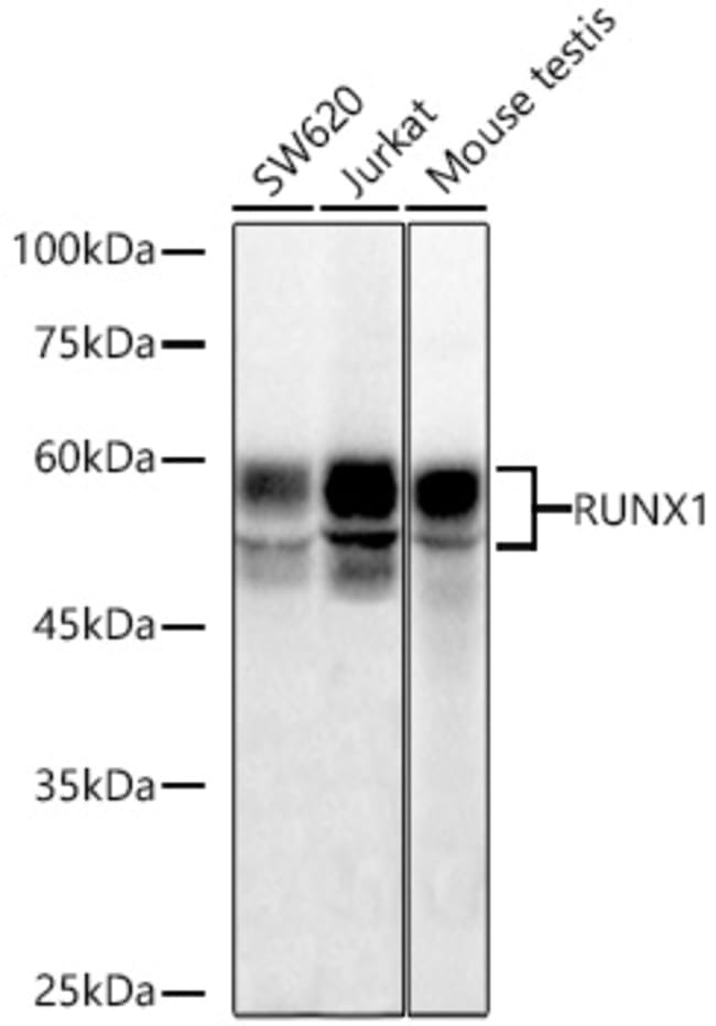RUNX1 RMAB 100 UL