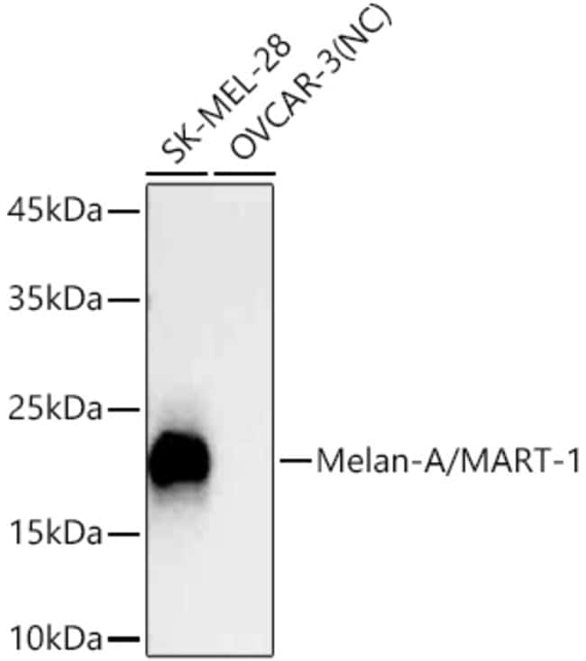 MELAN-A RMAB 100 UL