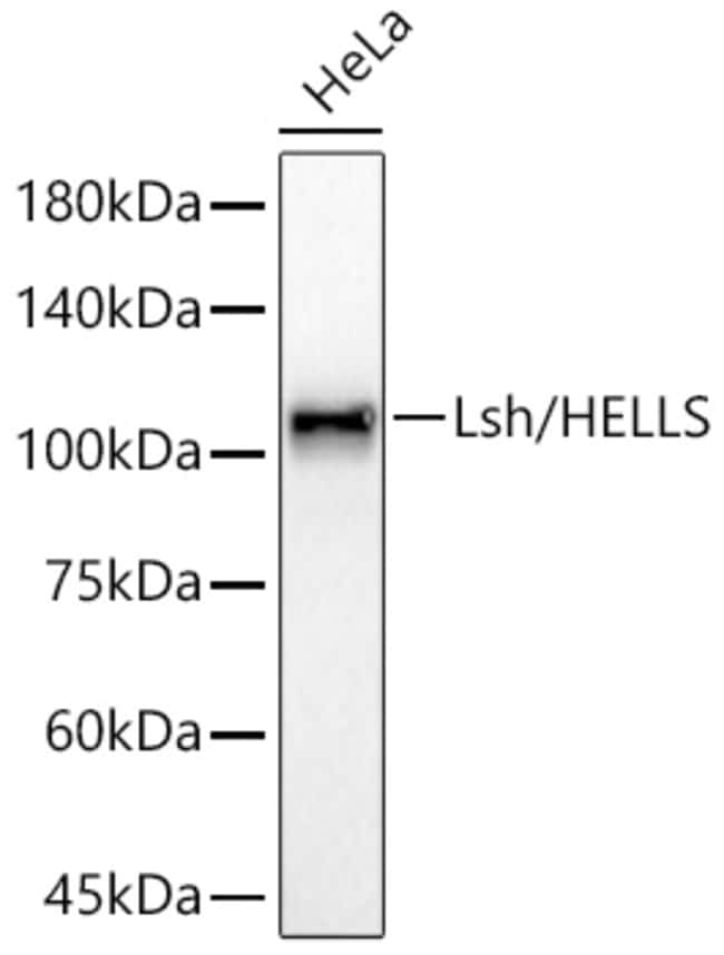HELLS RMAB 100 UL