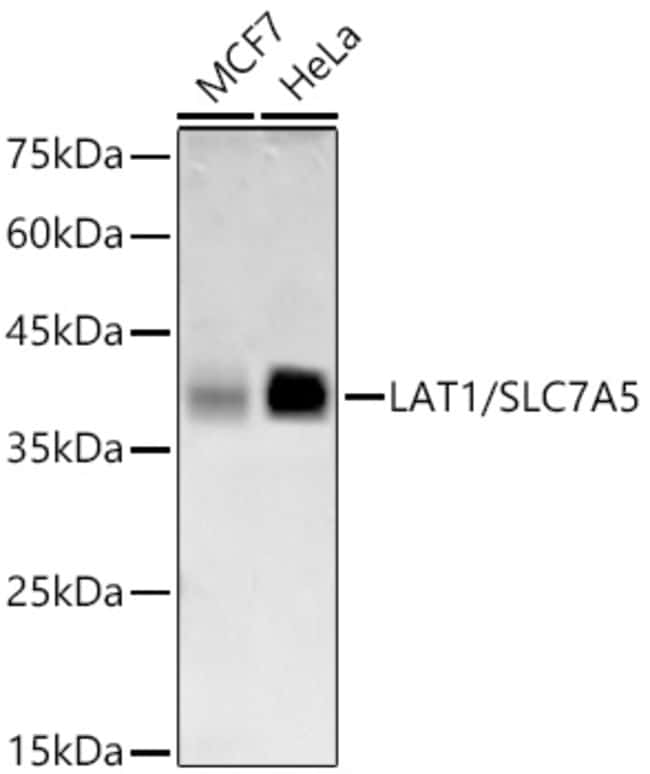 SLC7A5 RMAB 100 UL