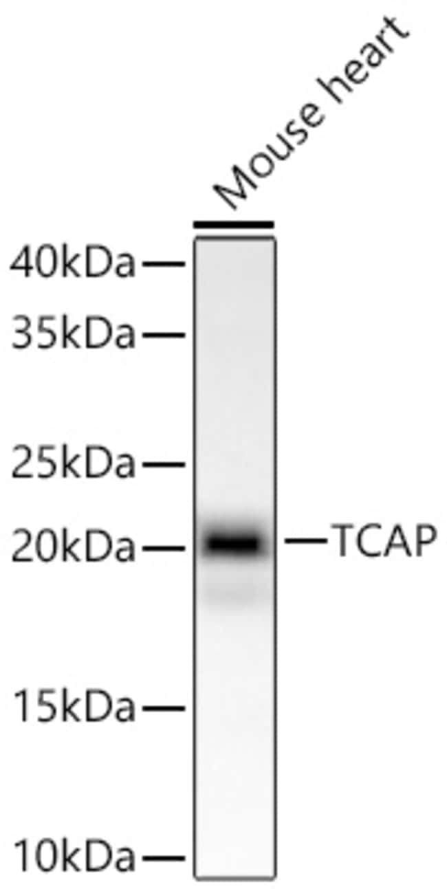 TCAP RMAB 100 UL