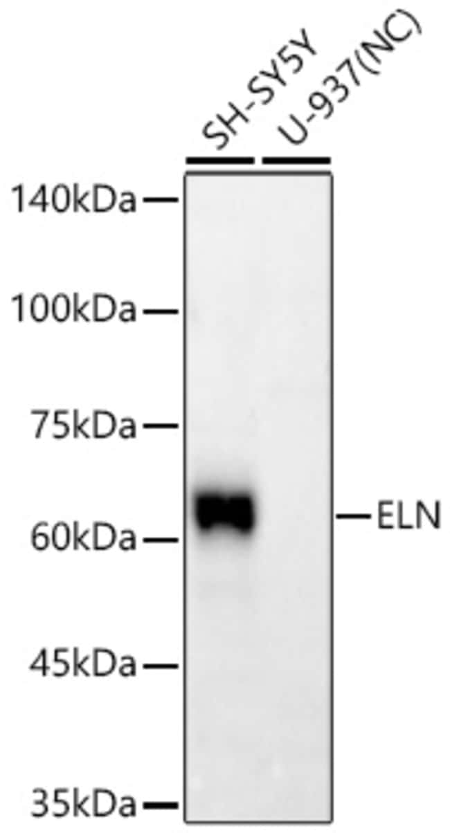 ELASTIN RMAB 100 UL