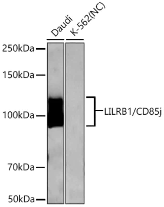 CD85J (ILT2) RMAB 100 UL