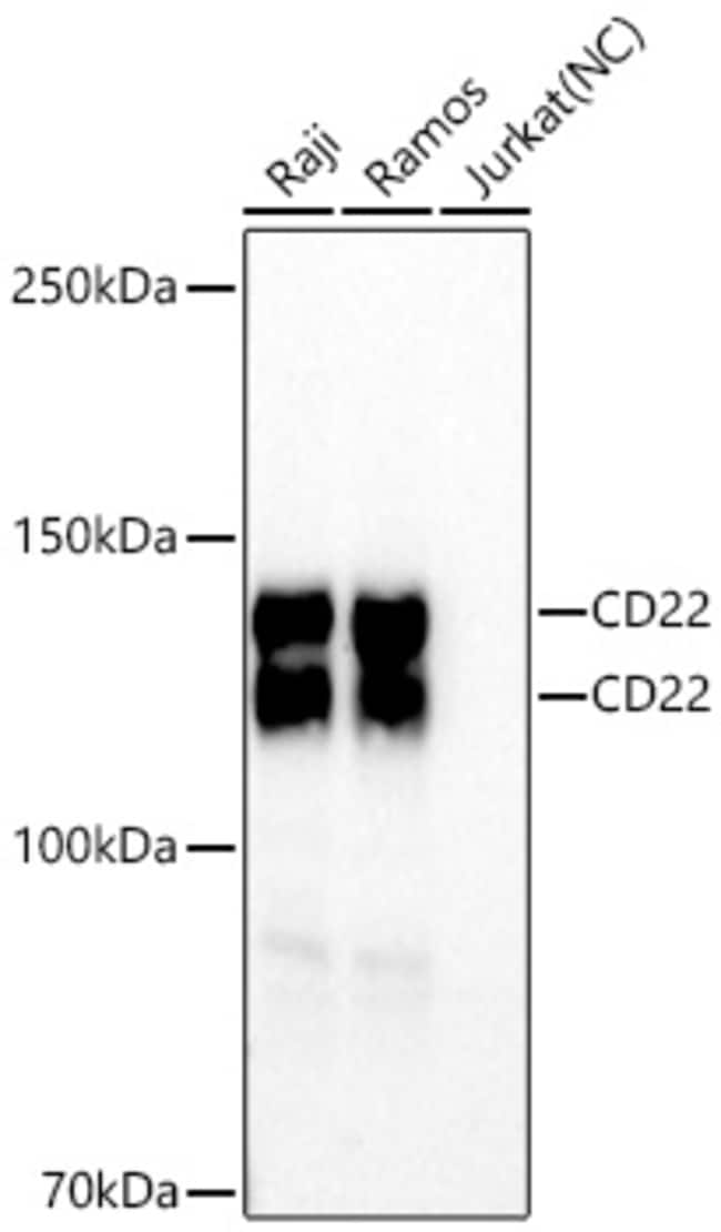 CD22 RMAB 100 UL