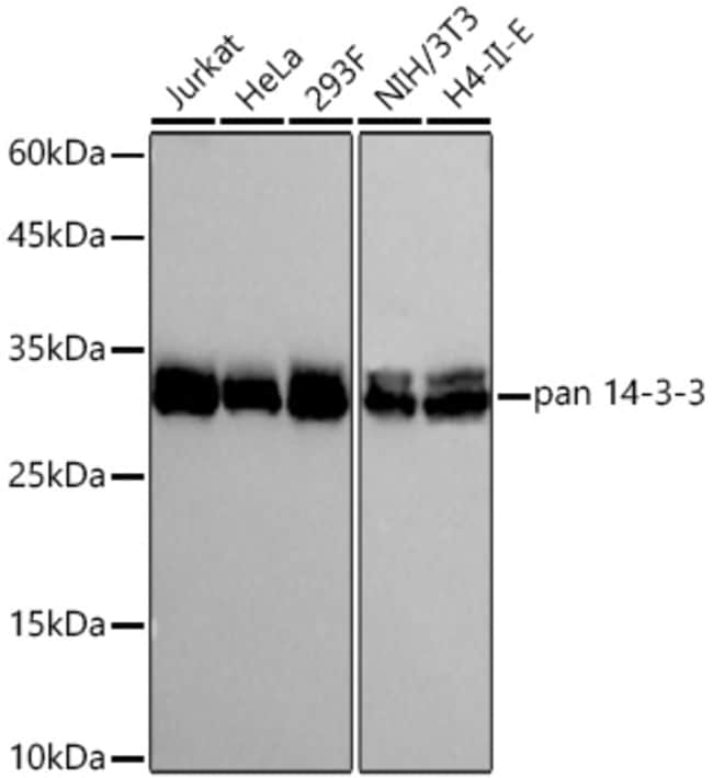 14-3-3 PAN RMAB 100 UL