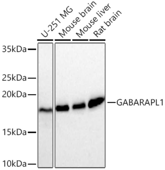 GABARAPL1 RMAB 100 UL