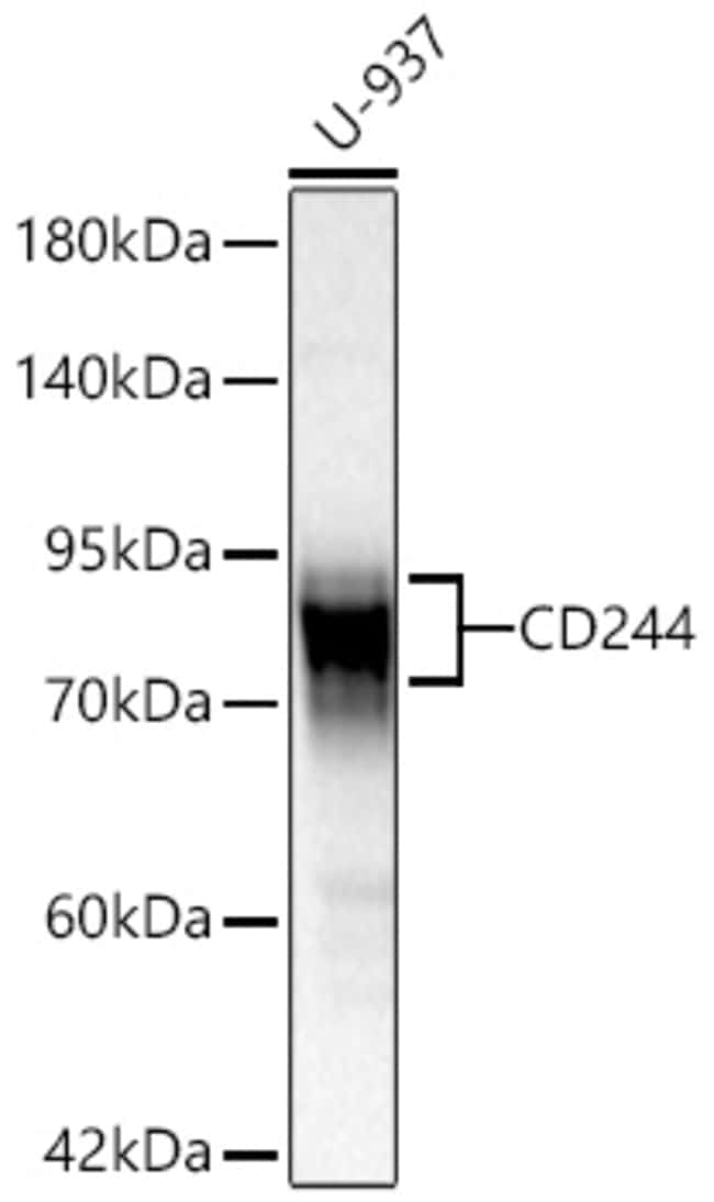 CD244 RMAB 100 UL