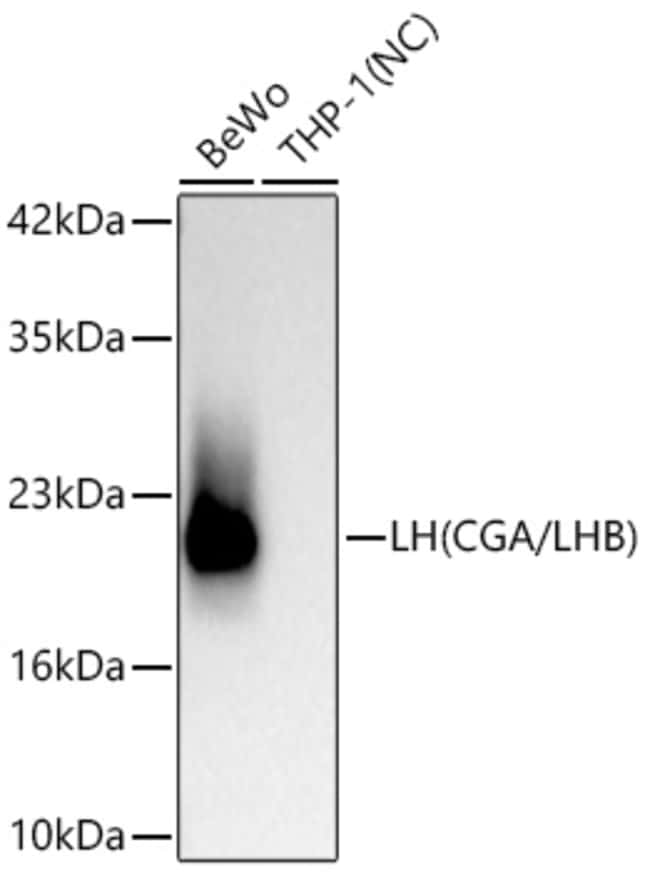 CGA RMAB 100 UL