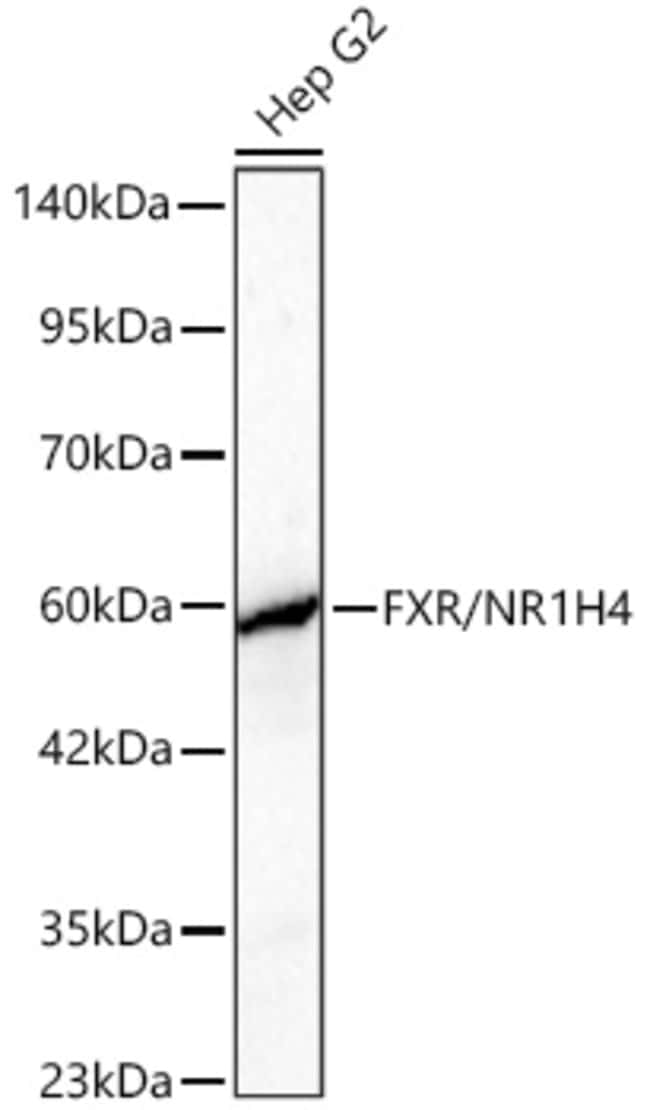 FXR RMAB 100 UL