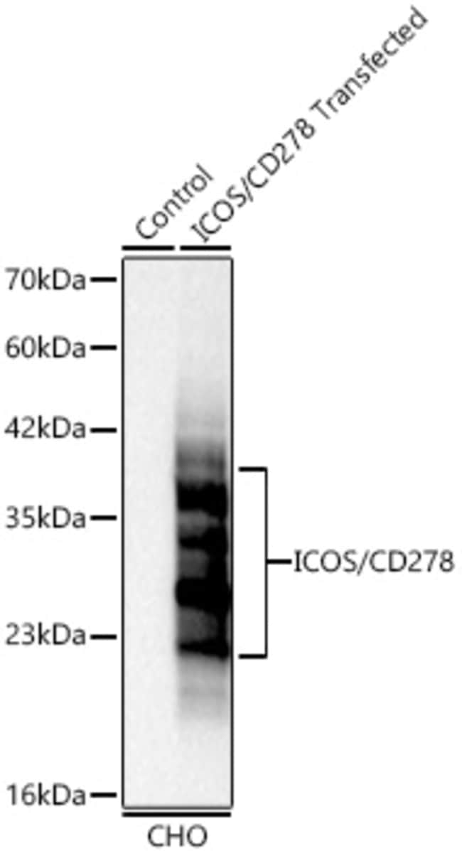 ICOS (CD278) RMAB 100 UL
