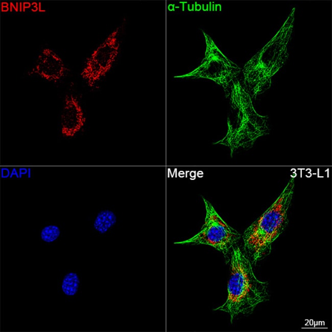 BNIP3L RMAB 100 UL