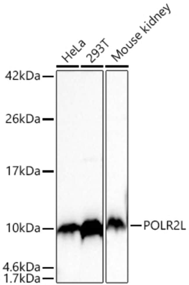 POLR2L RMAB 100 UL
