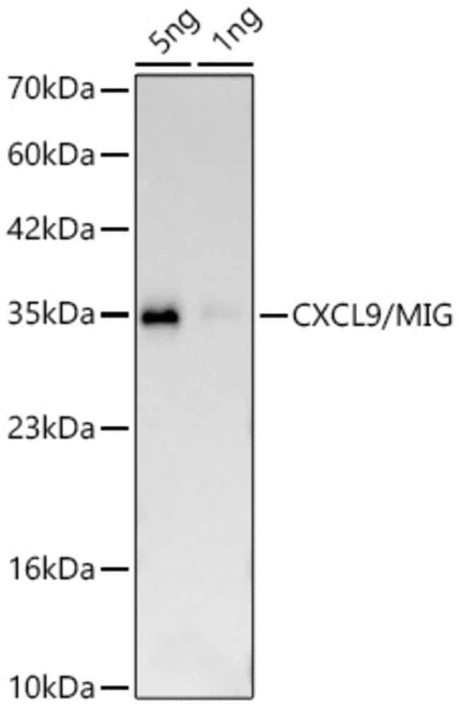 CXCL9 RMAB 100 UL