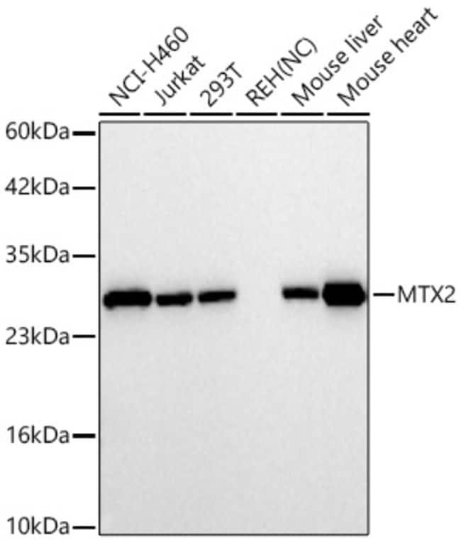 MTX2 RMAB 100 UL