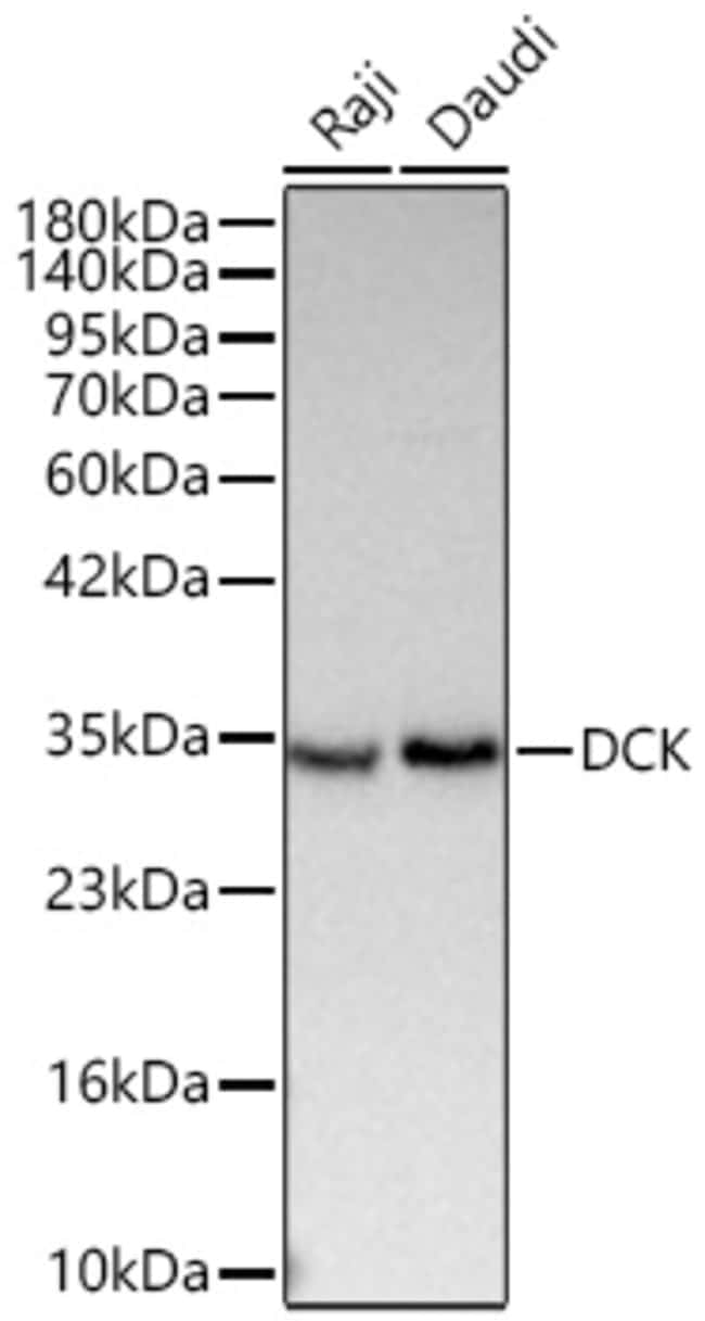 DCK RMAB 100 UL
