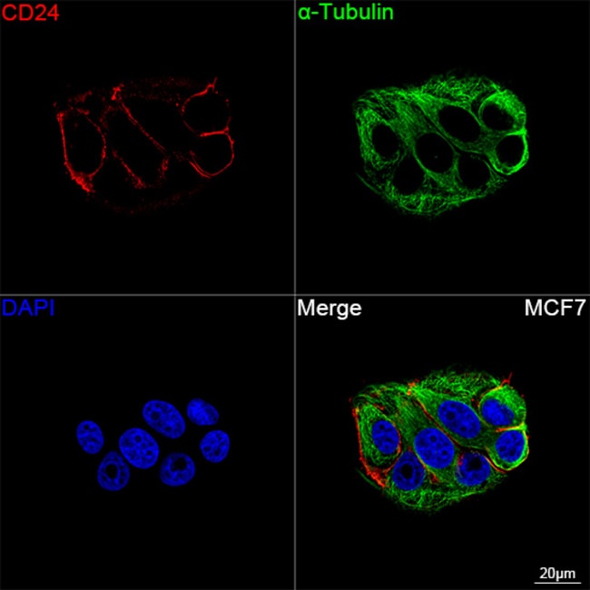 CD24 RMAB 100 UL