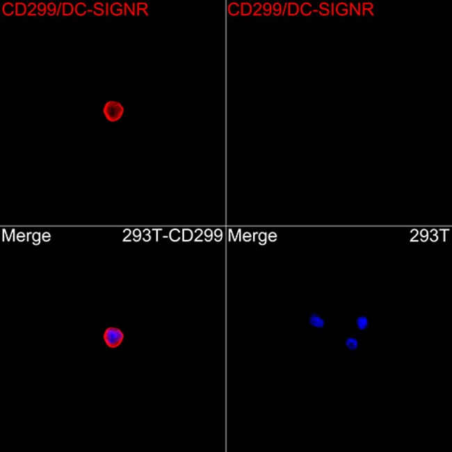 CD299 (DC-SIGN/L) RMAB 100 UL