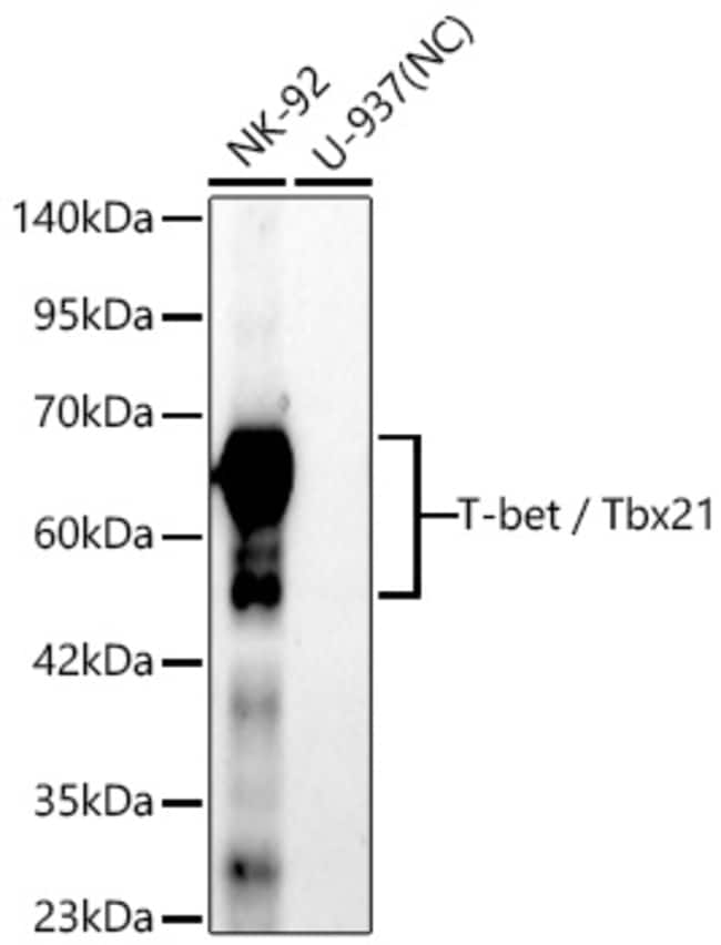 T-BET RMAB 100 UL