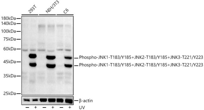PHOSPHO-JNK1/JNK2/JNK3 (T RMAB 100 UL