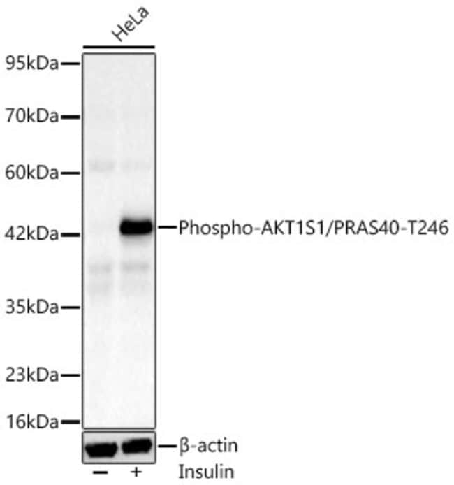 PHOSPHO-PRAS40 (THR246) RMAB 100UL
