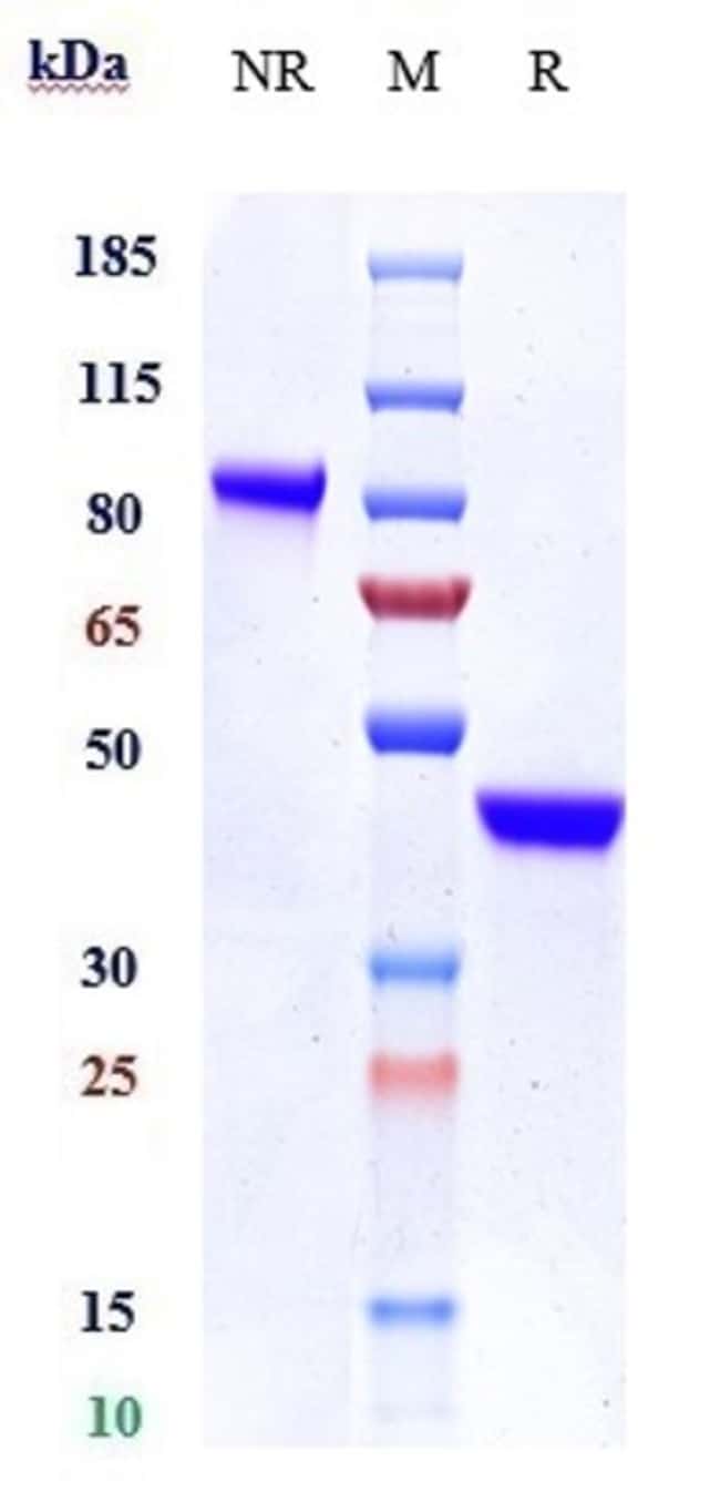 IL-17A BIOSIMILAR RMAB 1 MG