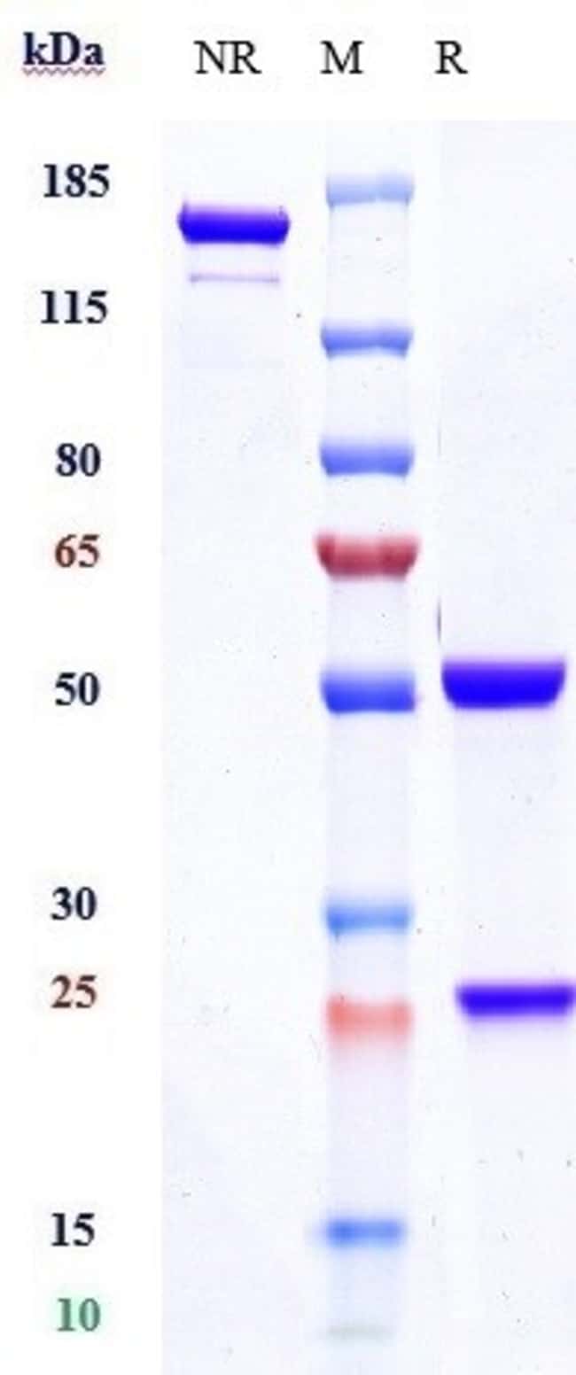 INEBILIZUMAB RMAB 1 MG