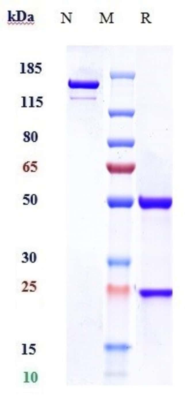 CD5 BIOSIMILAR RMAB 1 MG