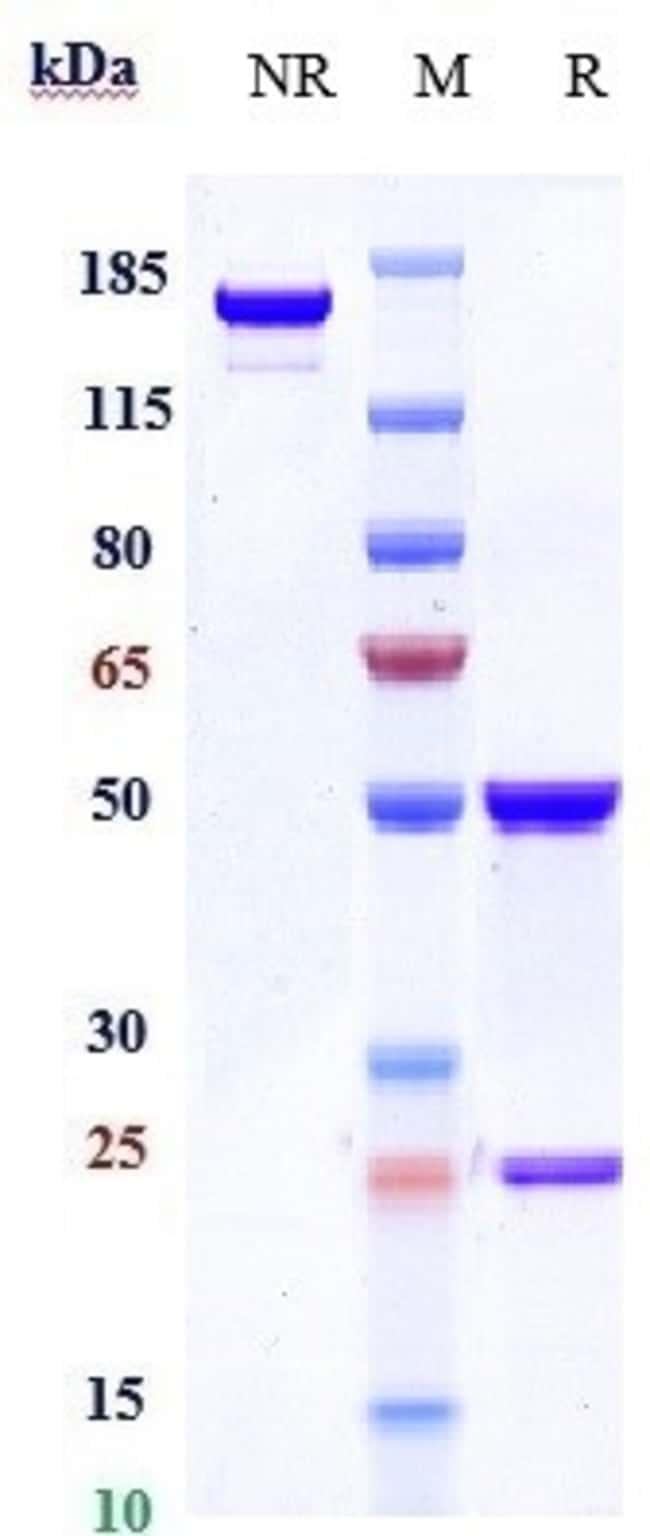 ONARTUZUMAB RMAB 1 MG