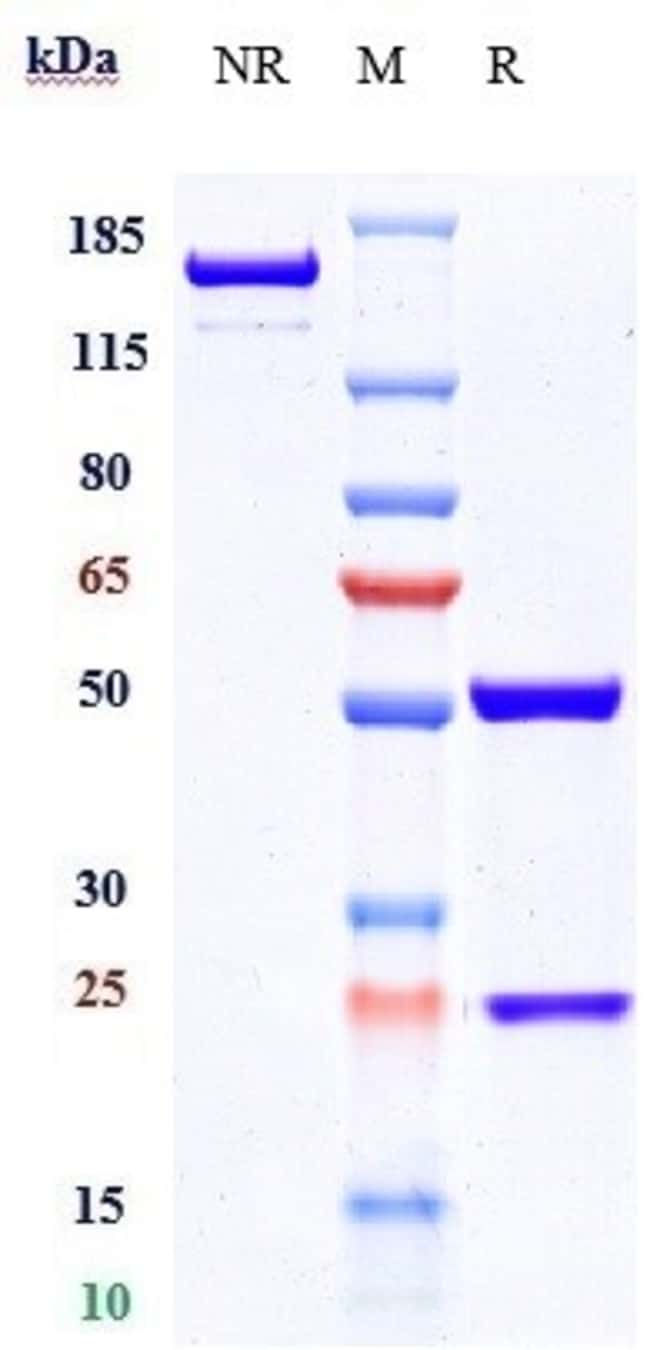 CONATUMUMAB RMAB 1 MG