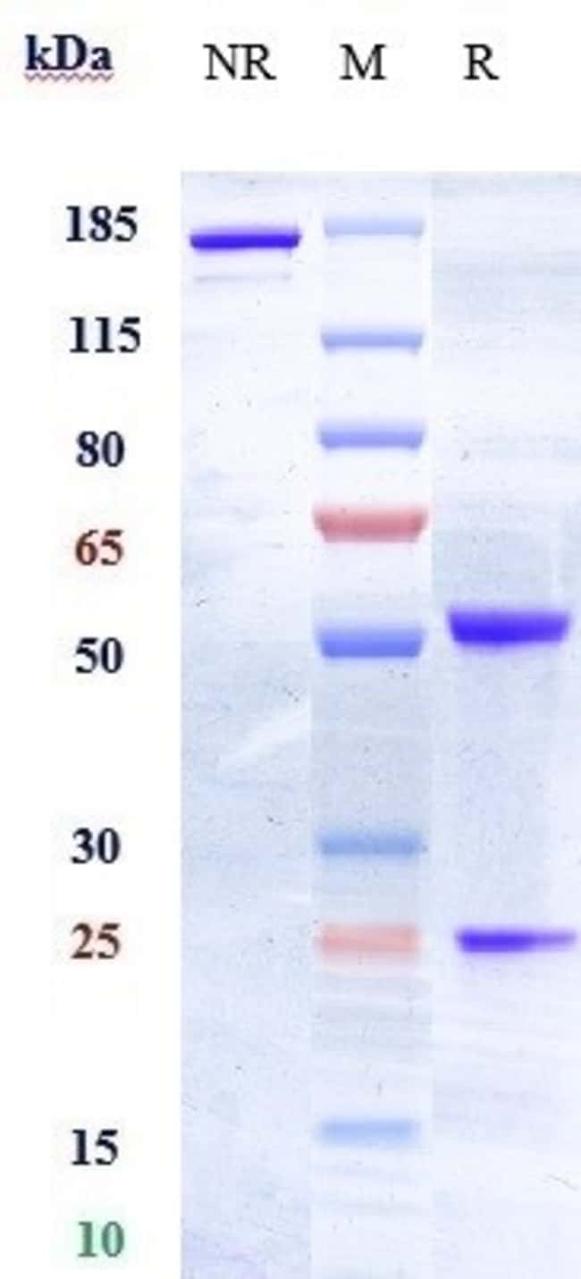 EPHA2 BIOSIMILAR RMAB 1 MG