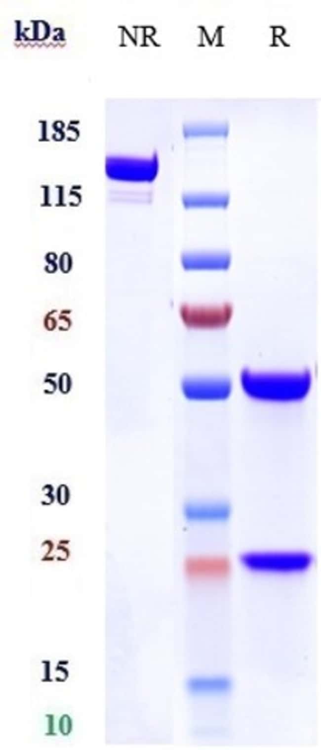 EPHA2 BIOSIMILAR RMAB 1 MG