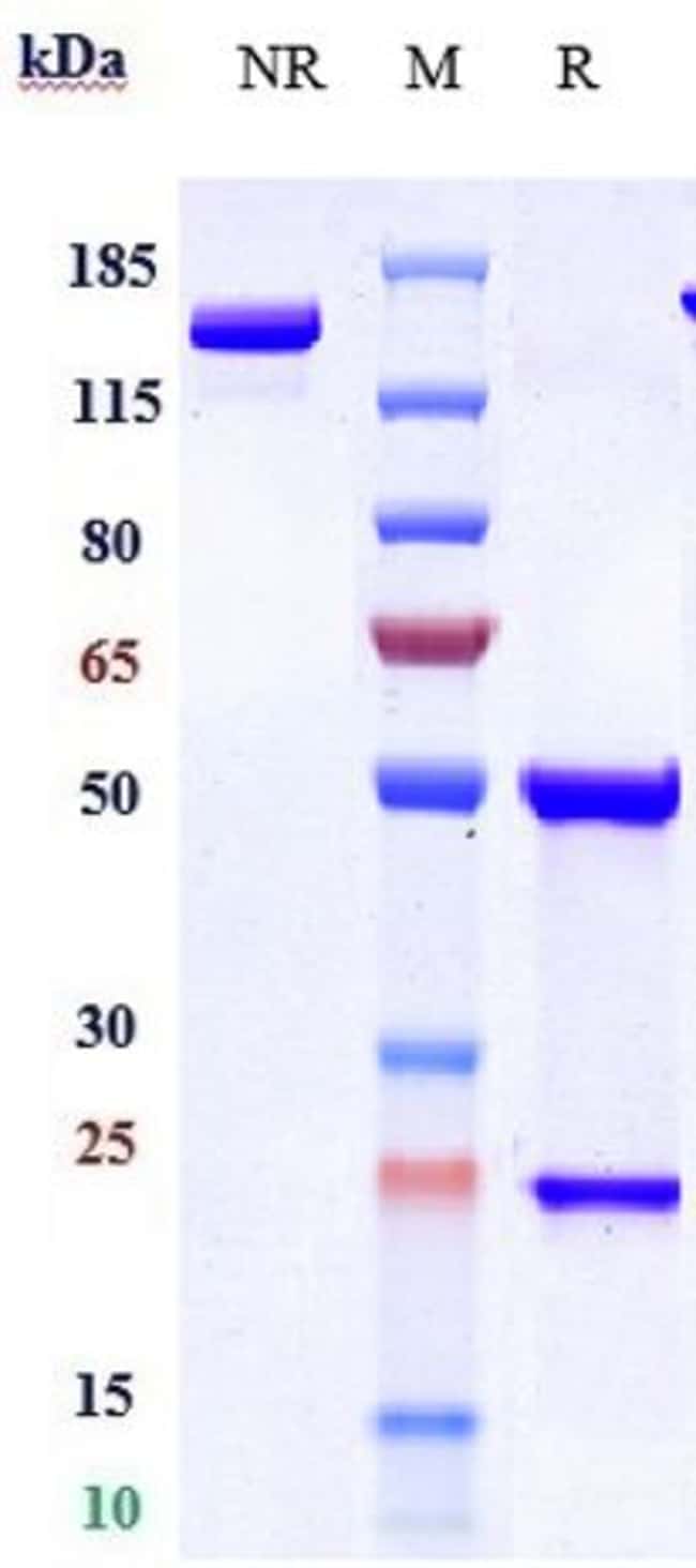BRODALUMAB RMAB 1 MG