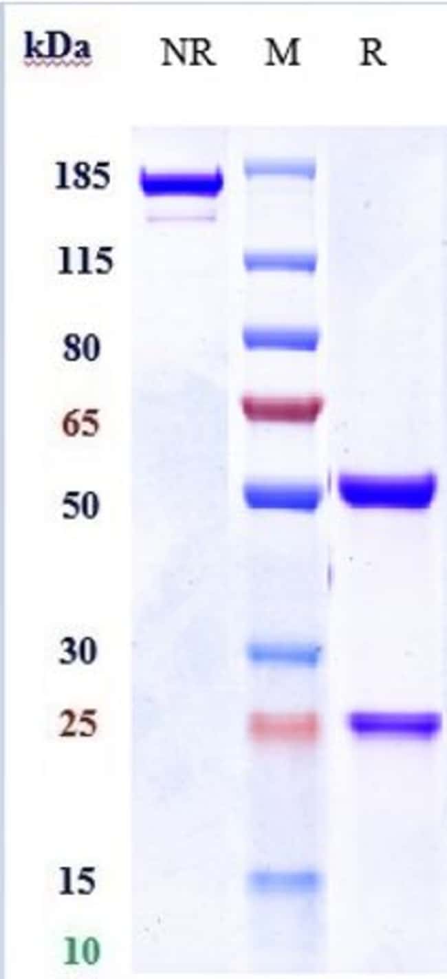 NIDANILIMAB RMAB 1 MG