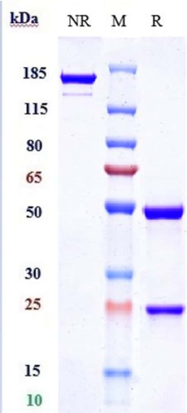 CLAZAKIZUMAB RMAB 1 MG