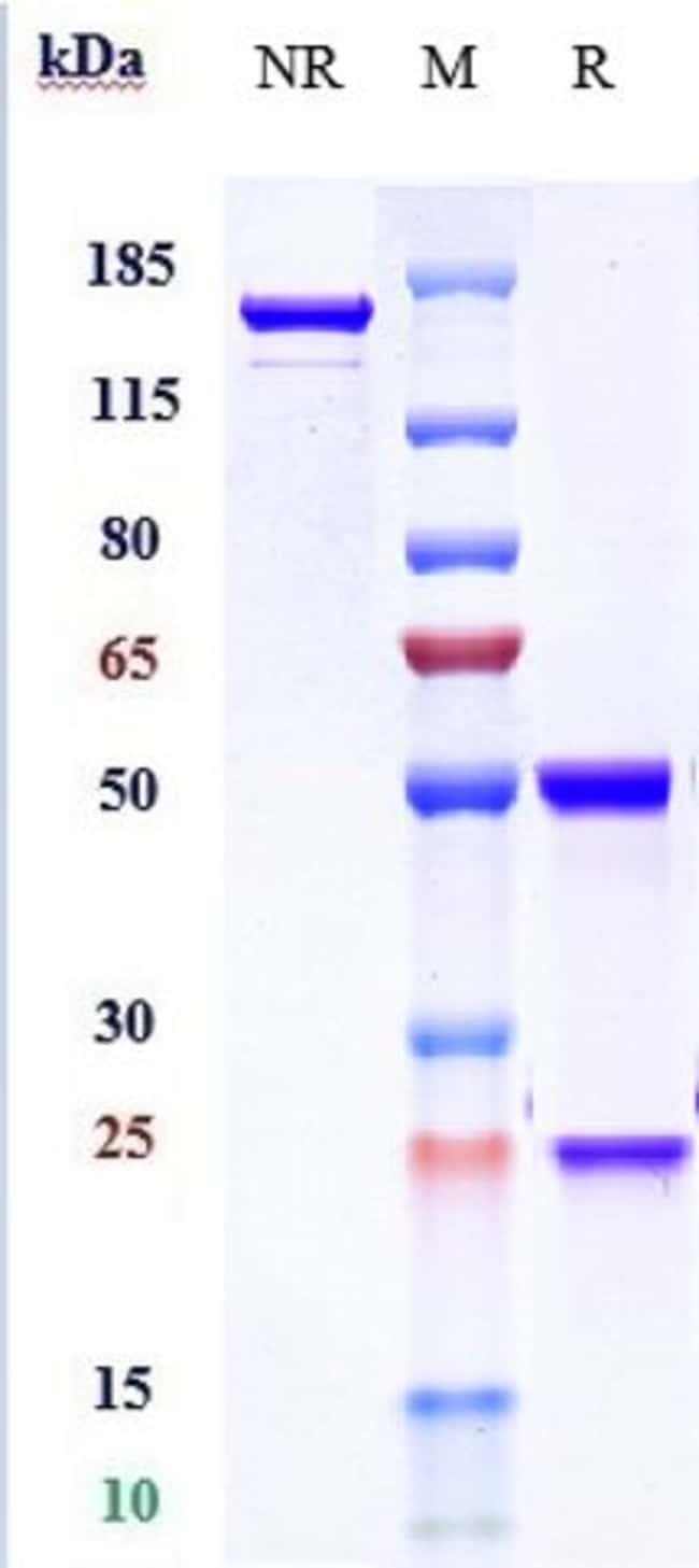 SARILUMAB RMAB 1 MG