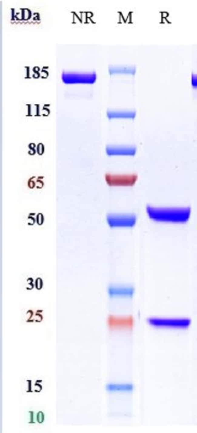 LIRILUMAB RMAB 1 MG